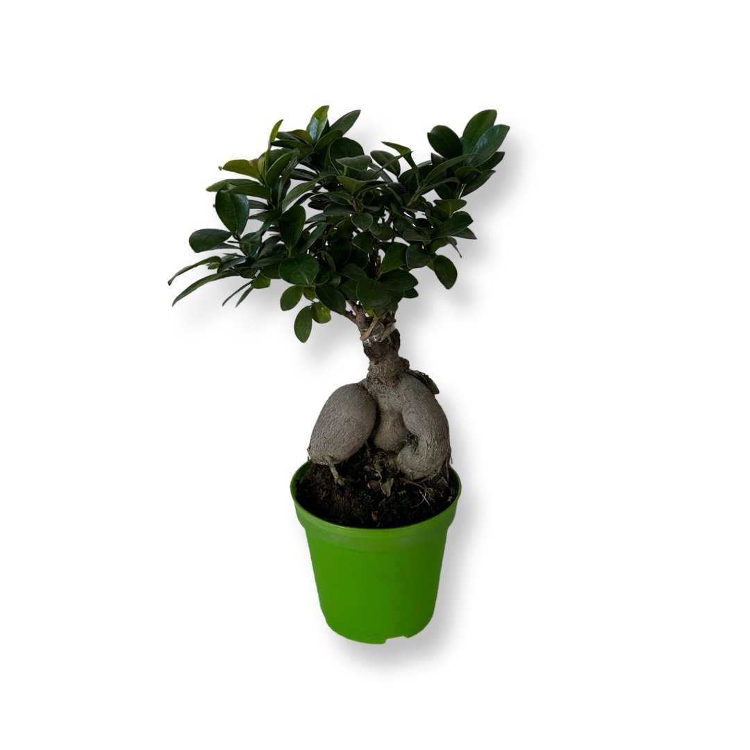 Bonsai Ginseng Ficus Microcarpa vaso plastica