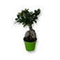 Bonsai Ginseng Ficus Microcarpa vaso plastica