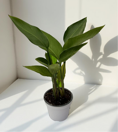 Strelitzia Augusta Nicolai