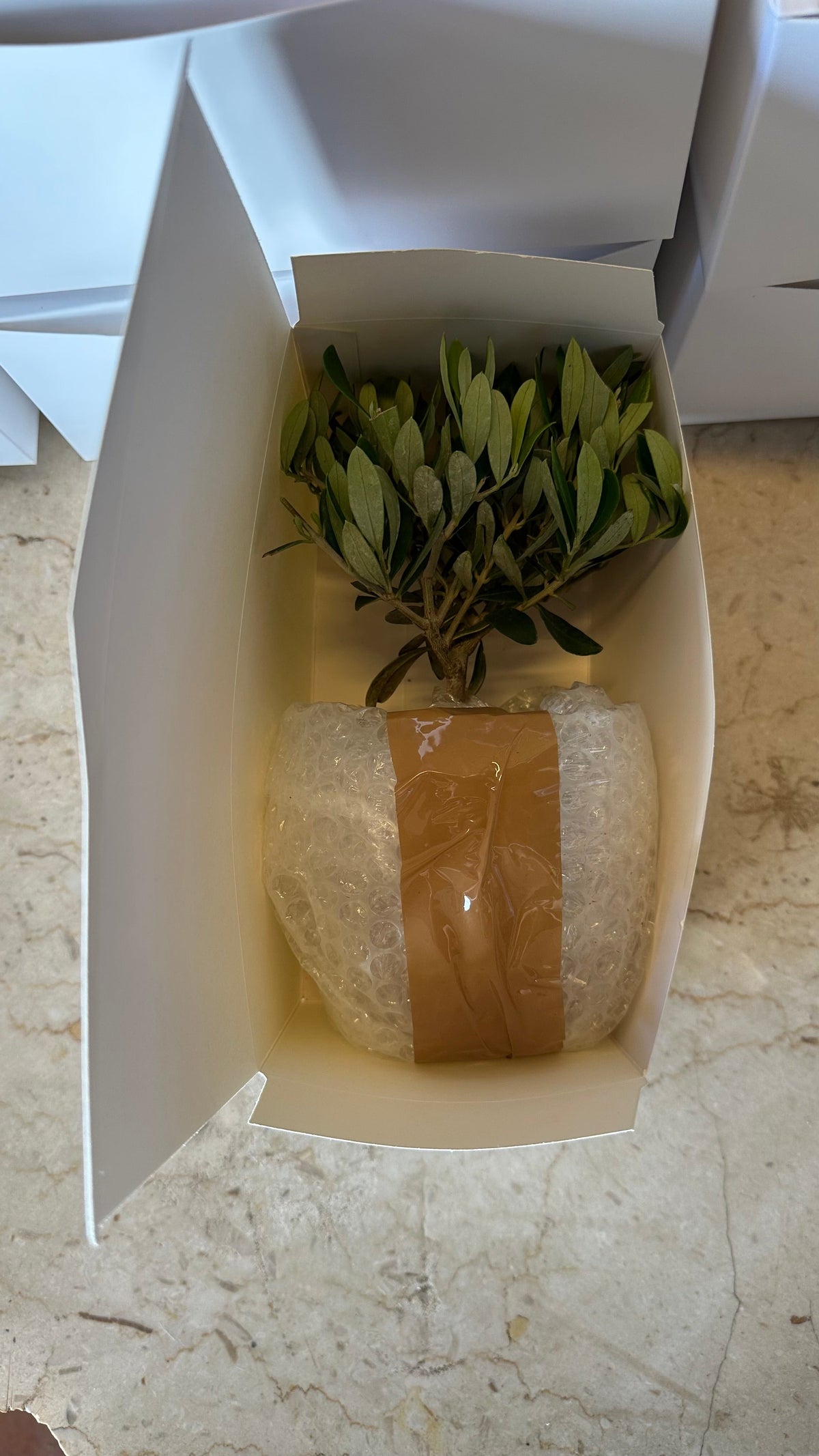 Piantina di Ulivo H20cm v10cm Plastica per bomboniere CERTIFICATA