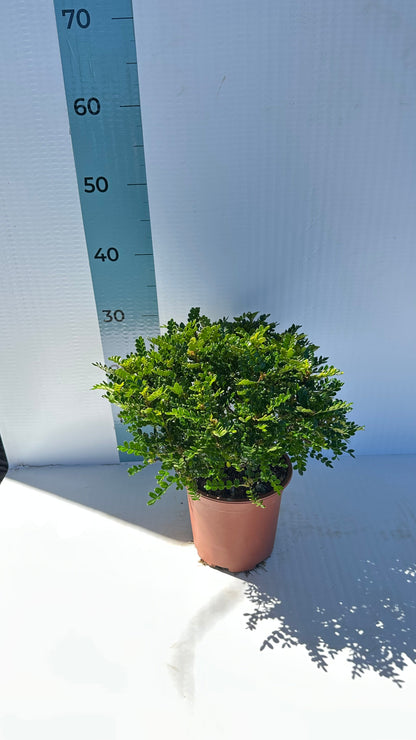Pianta di Zanthoxylum beecheyanum - Pepe Giapponese