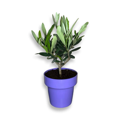 Mini Ulivo cespuglio simil-Bonsai cipressino CERTIFICATA