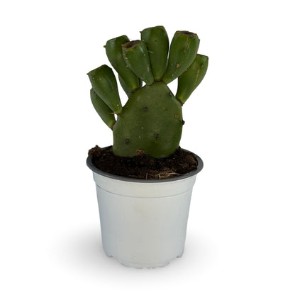 Mini Piantina di Opuntia Vulgaris CERTIFICATA