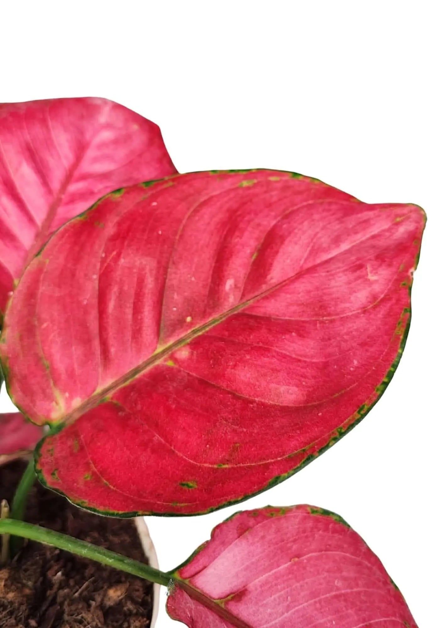 Aglaonema Lucky Red