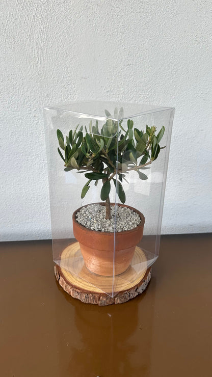 Mini Ulivo cespuglio simil-Bonsai cipressino CERTIFICATA