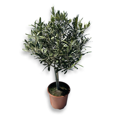 Piantina Alberello di Ulivo Cipressino - Olea Europea CERTIFICATA