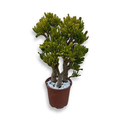 Pianta di Crassula Hobbit in vaso Ceramica
