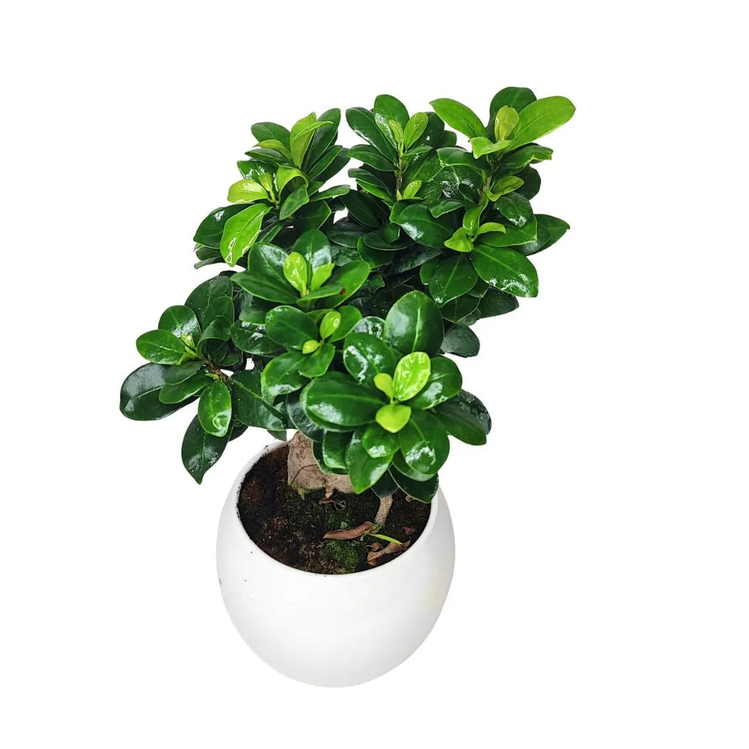 Bonsai Ficus Ginseng Keramiktopf Apulien Pflanzenhöhe 40 cm