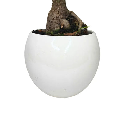 Bonsai Ficus Ginseng Keramiktopf Apulien Pflanzenhöhe 40 cm