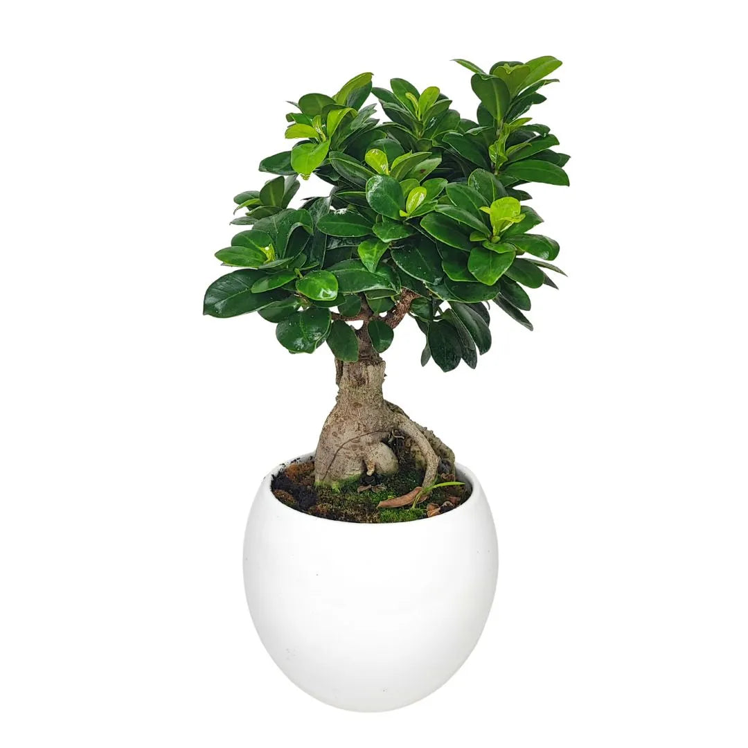 Bonsai Ficus Ginseng Keramiktopf Apulien Pflanzenhöhe 40 cm