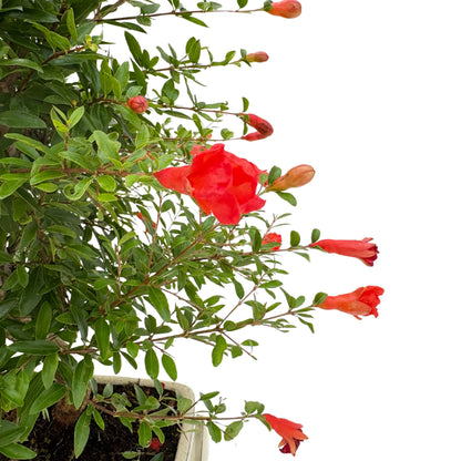 Bonsai Punica Granatum (Pomegranate) 8 Years - Premium Collection