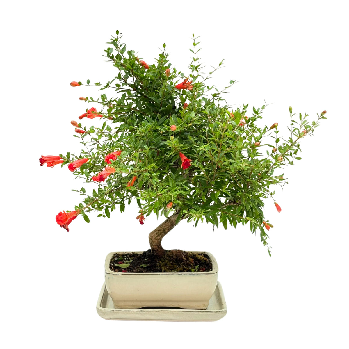 Bonsai Punica Granatum (Pomegranate) 8 Years - Premium Collection