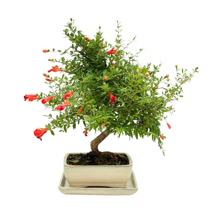 Bonsai Punica Granatum (Pomegranate) 8 Years - Premium Collection