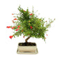 Bonsai Punica Granatum (Pomegranate) 8 Years - Premium Collection