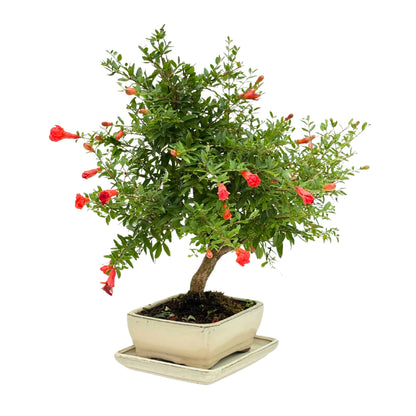 Bonsai Punica Granatum (Pomegranate) 8 Years - Premium Collection