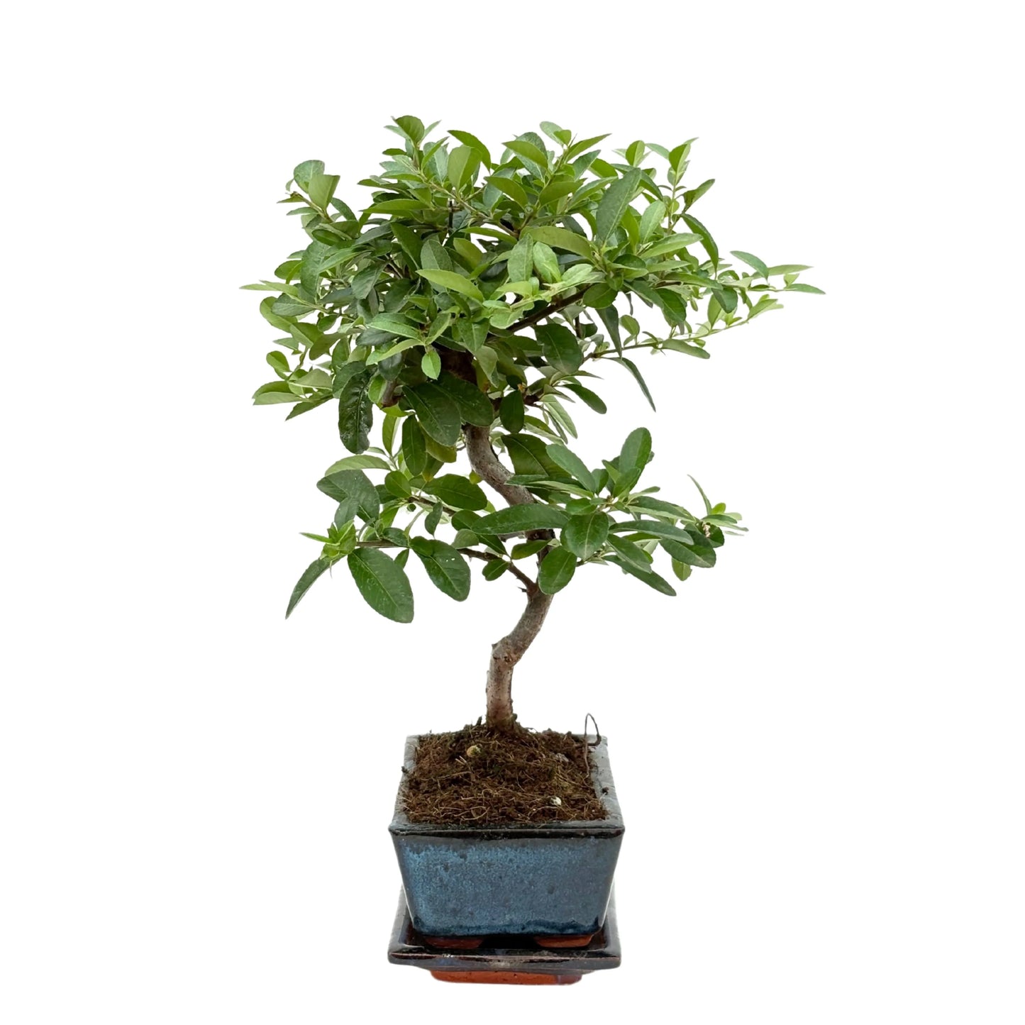 Bonsai 7 Jahre Pyracantha (Feuerdorn) - Premium Kollektion