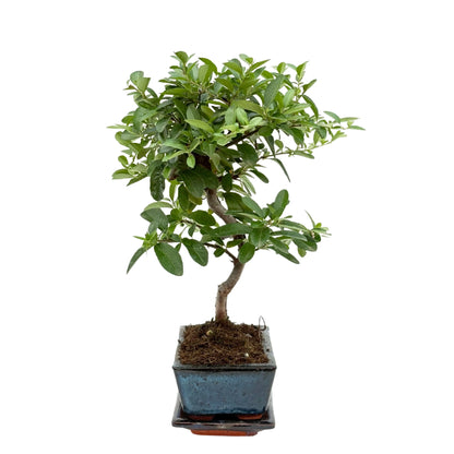Bonsai 7 Jahre Pyracantha (Feuerdorn) - Premium Kollektion