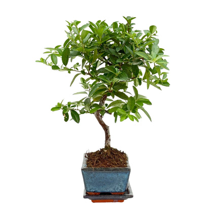 Bonsai 7 Jahre Pyracantha (Feuerdorn) - Premium Kollektion