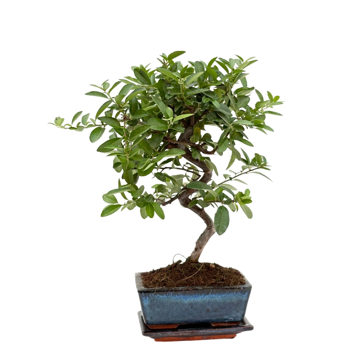 Bonsai 7 Jahre Pyracantha (Feuerdorn) - Premium Kollektion