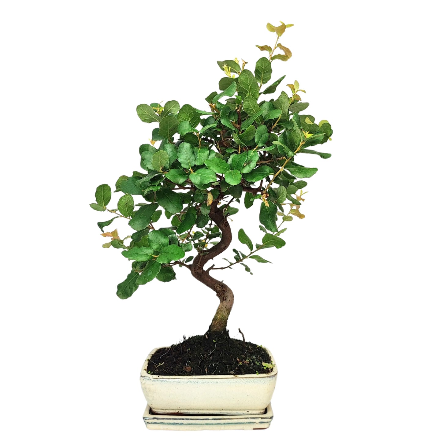 Bonsai 7 Jahre Quercus suber – Premium-Kollektion