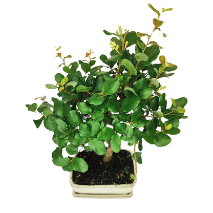 Bonsai 7 Jahre Quercus suber – Premium-Kollektion