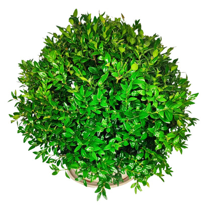 Bonsai Buxus sp. (Buchsbaum) 15 Jahre – Premium-Kollektion