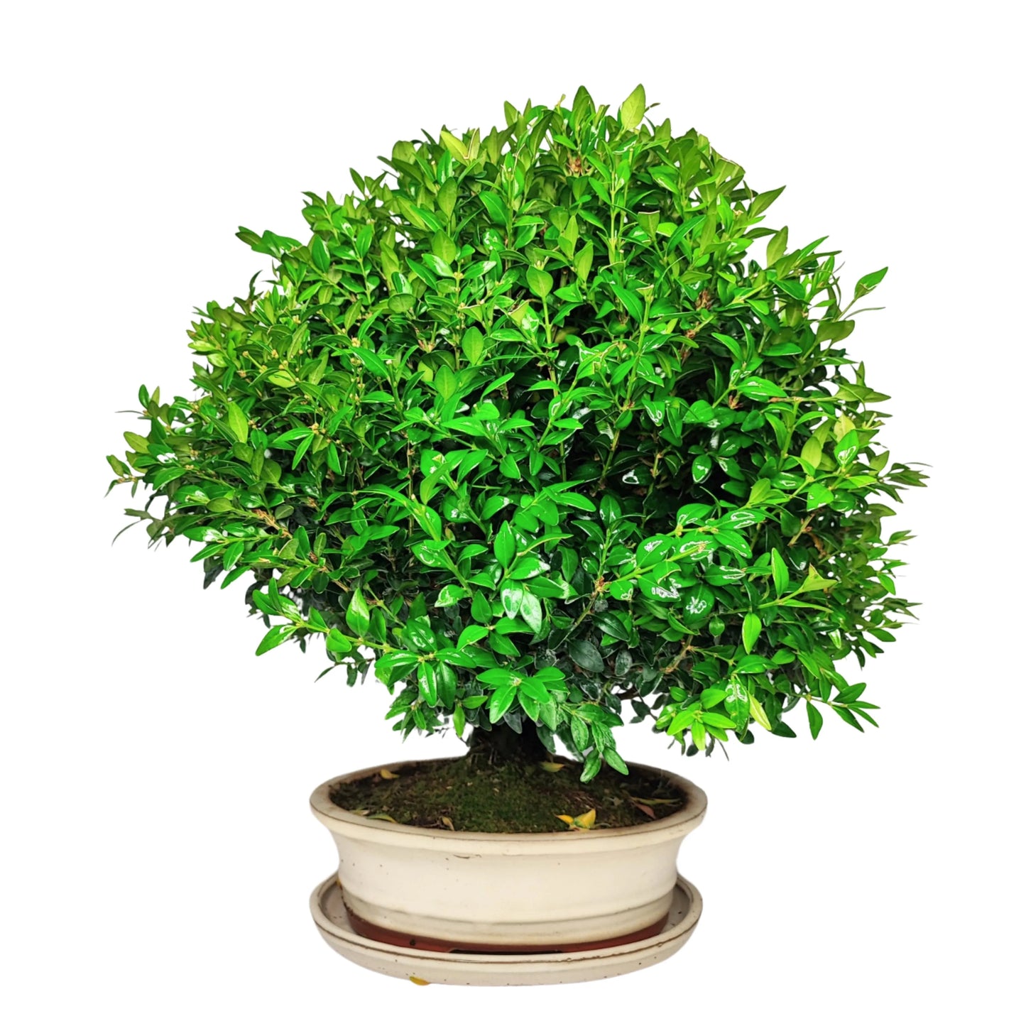Bonsai Buxus sp. (Buchsbaum) 15 Jahre – Premium-Kollektion