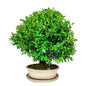 Bonsai Buxus sp. (Boxwood) 15 Years - Premium Collection