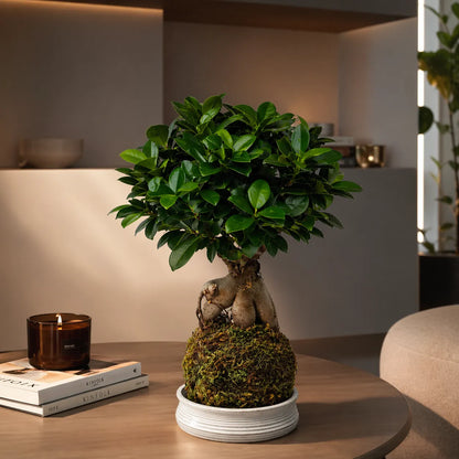Kokedama Bonsai Ficus Ginseng