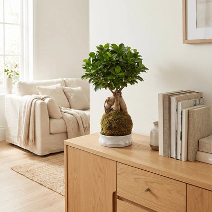 Kokedama Bonsai Ficus Ginseng