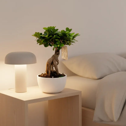 Bonsai Ficus Ginseng in Vaso ceramica Novara