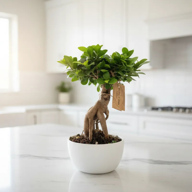 Bonsai Ficus Ginseng in Vaso ceramica Novara