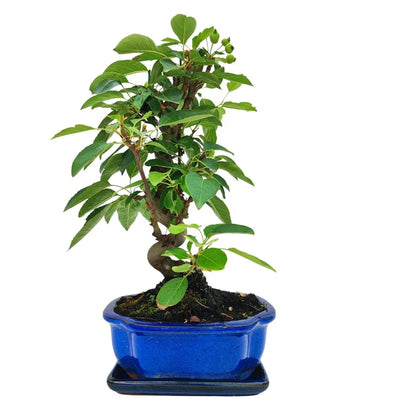 Bonsai Apfelbaum 10 Jahre – Premium-Kollektion