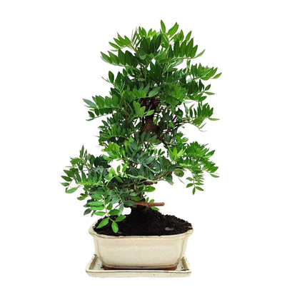 Bonsai 12 Anni Pistacia Lentiscus (Lentisco)- Collezione Premium