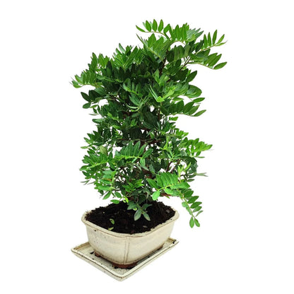 Bonsai 12 Anni Pistacia Lentiscus (Lentisco)- Collezione Premium
