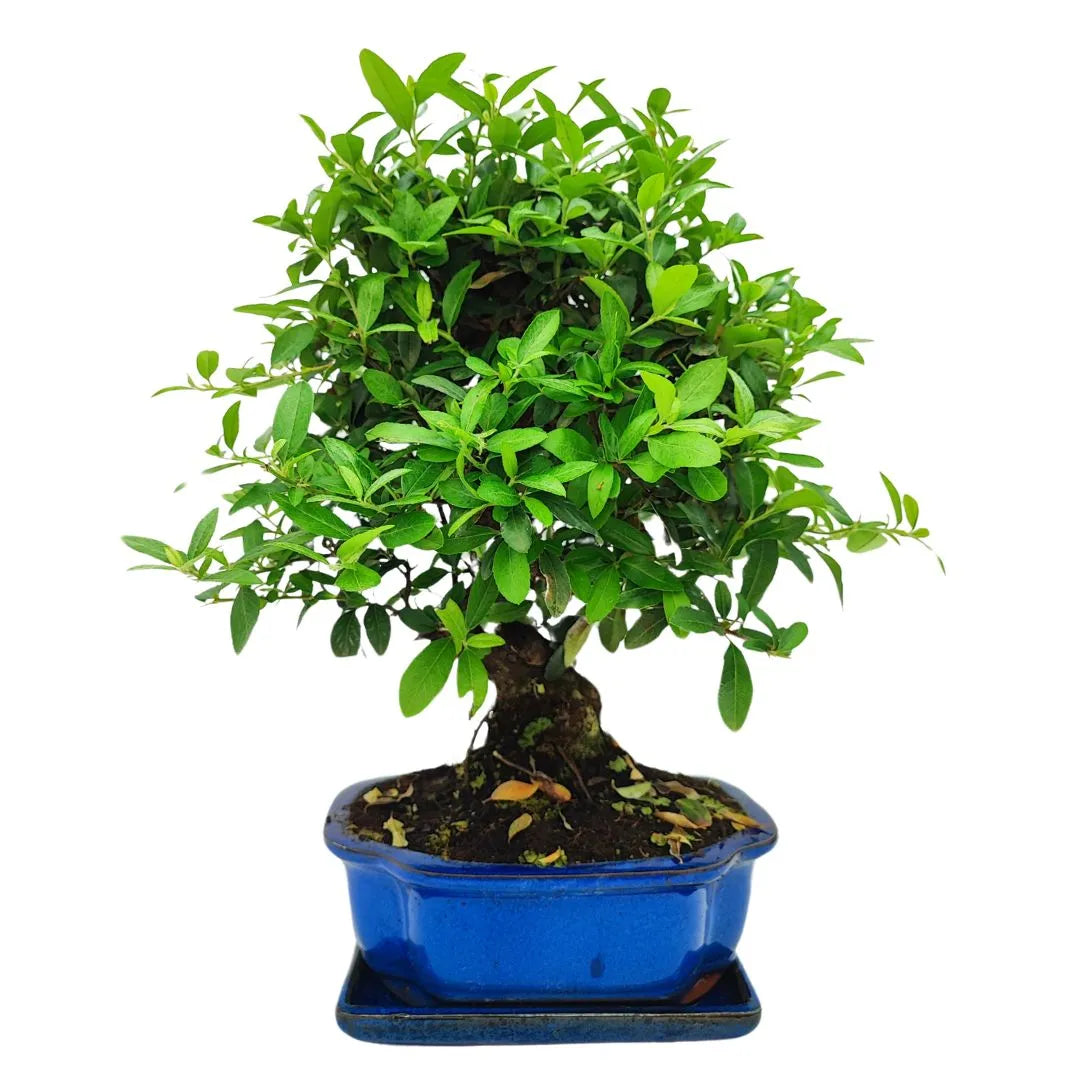Bonsai Pyracantha Coccinea 10 Jahre - Premium Kollektion