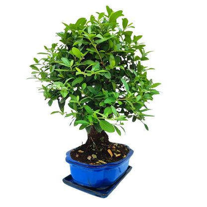 Bonsai Pyracantha Coccinea 10 Jahre - Premium Kollektion