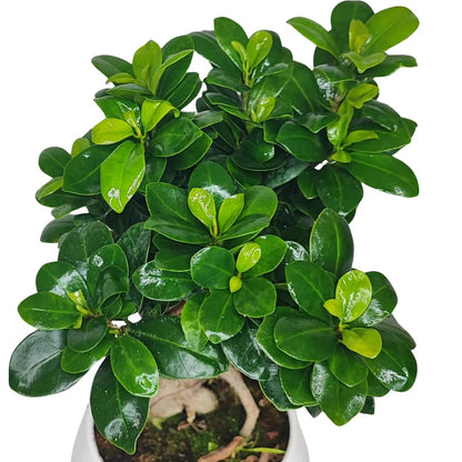 Bonsai Ficus Ginseng Keramiktopf Apulien Pflanzenhöhe 40 cm