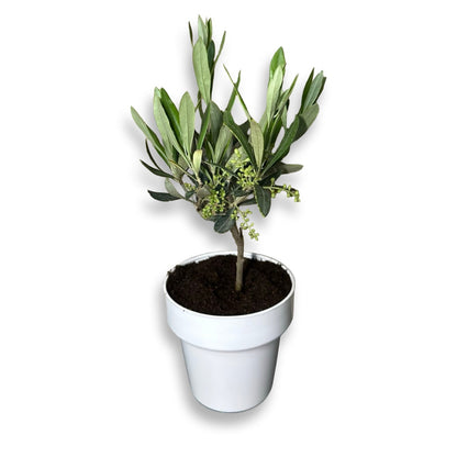 Mini Ulivo cespuglio simil-Bonsai cipressino CERTIFICATA