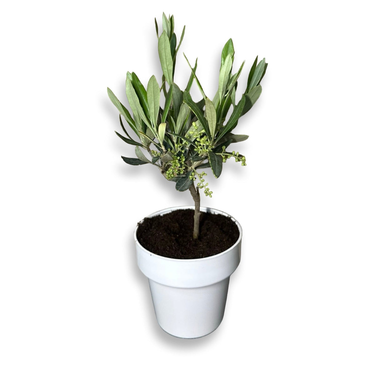 Piantina di Ulivo H20cm v10cm Plastica per bomboniere CERTIFICATA