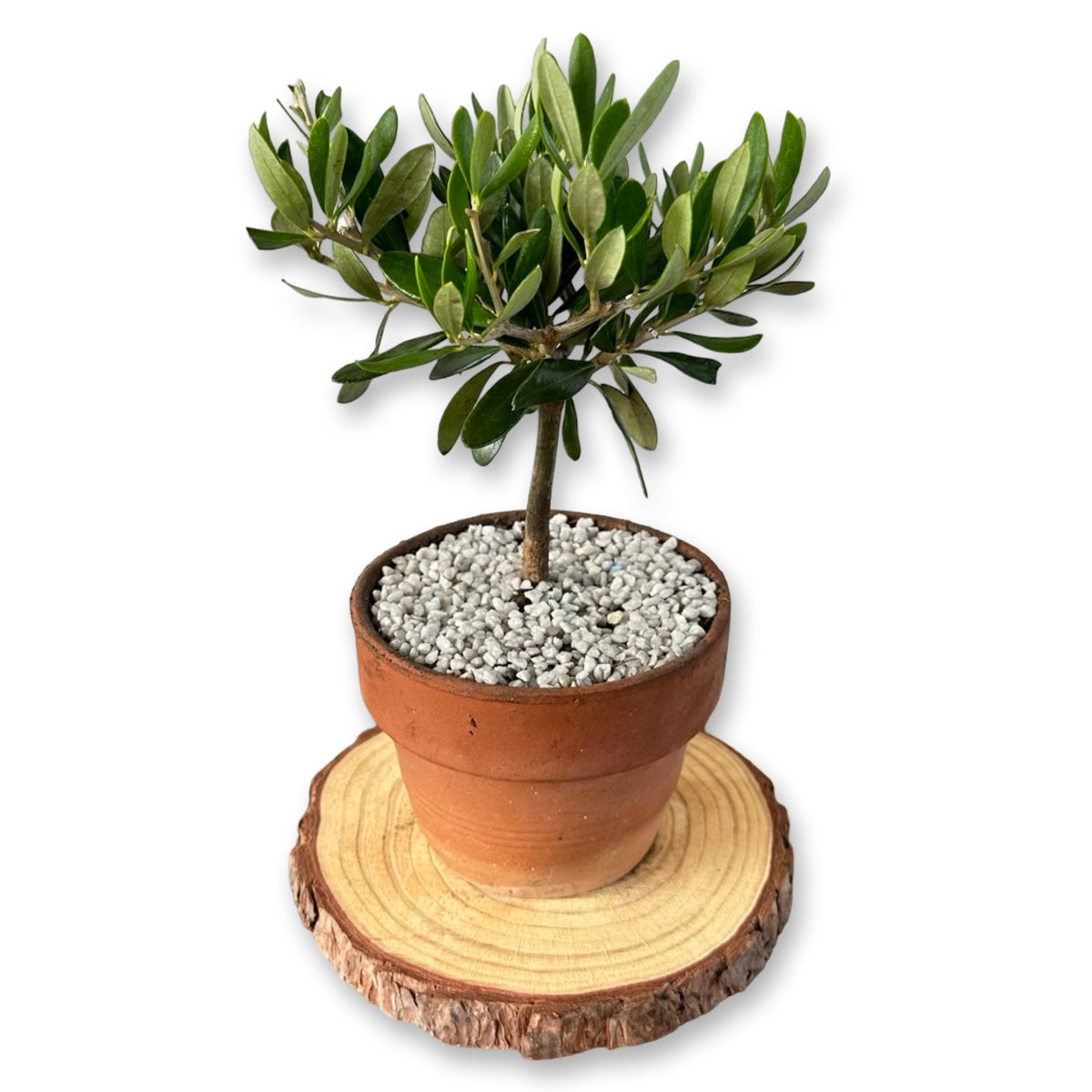 Mini Ulivo cespuglio simil-Bonsai cipressino CERTIFICATA