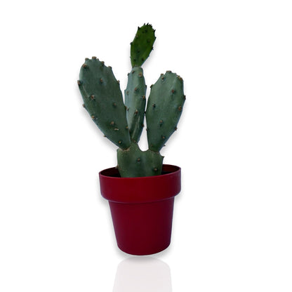 Piantina di Opuntia Vulgaris CERTIFICATA