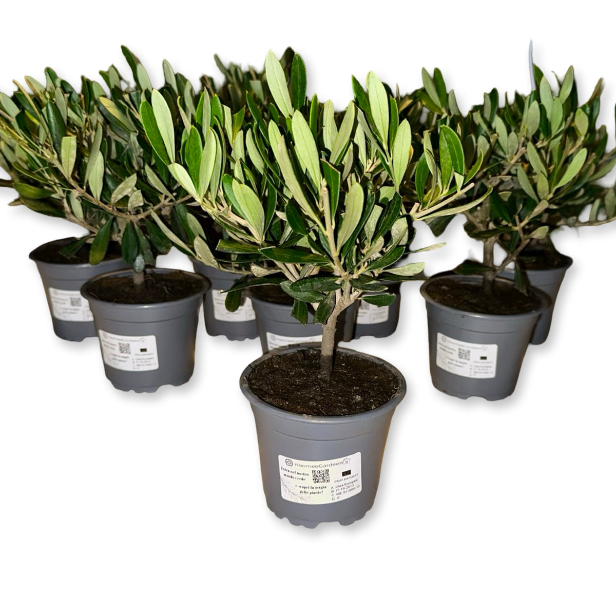 Mini Ulivo cespuglio simil-Bonsai cipressino CERTIFICATA