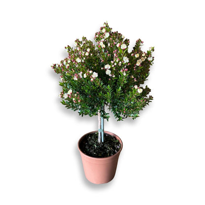 Piantina Alberello di Mirto - Myrtus Microphylla CERTIFICATA