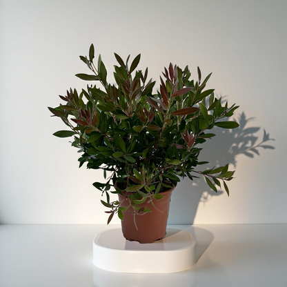 Callistemon Citrinus Splendens - Cespuglio