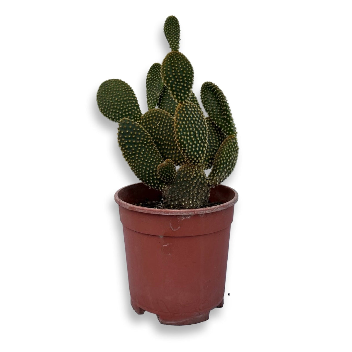 Fico d'India microvilloso Pianta Grassa Opuntia microdasys (Lehm.) Pfeiff.