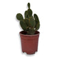 Fico d'India microvilloso Pianta Grassa Opuntia microdasys (Lehm.) Pfeiff.