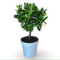 Mini Citrus Calamondino in Vaso Ø15cm H35/40cm – Agrume Made in Sicily