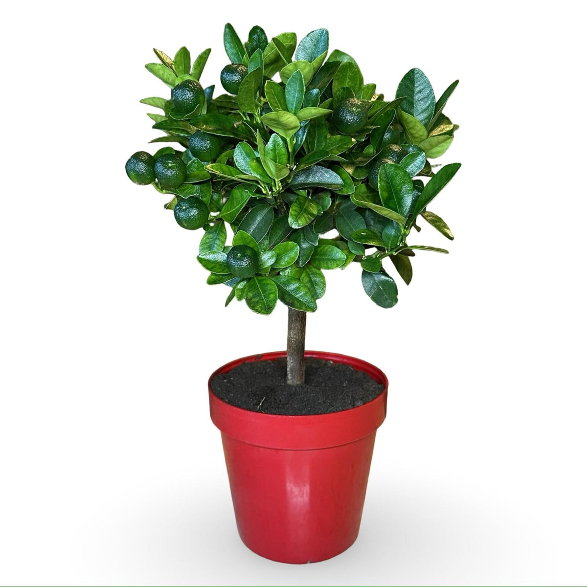 Mini Citrus Calamondino in Vaso Ø15cm H35/40cm – Agrume Made in Sicily