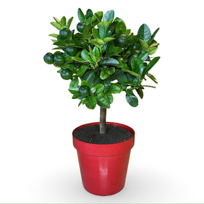 Mini Citrus Calamondino in Vaso Ø15cm H35/40cm – Agrume Made in Sicily